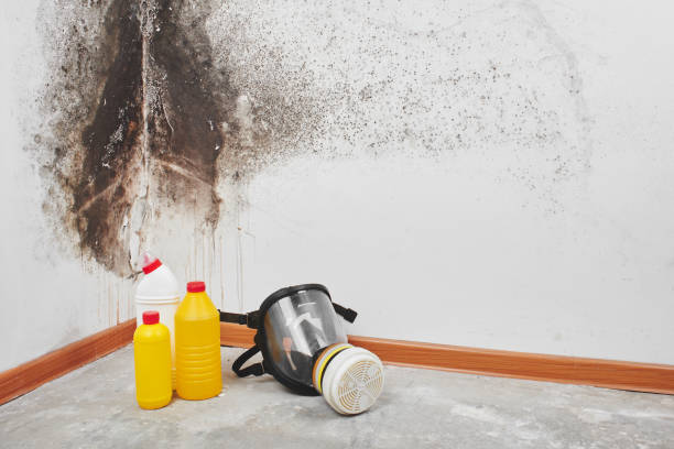 Best Commercial Mold Remediation in Torrington, CT