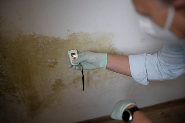 Professional Mold Remediation in Torrington, CT