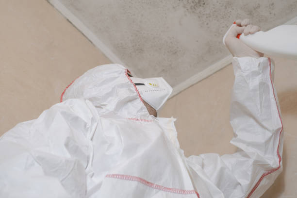 Best Insurance-Related Mold Remediation in Torrington, CT