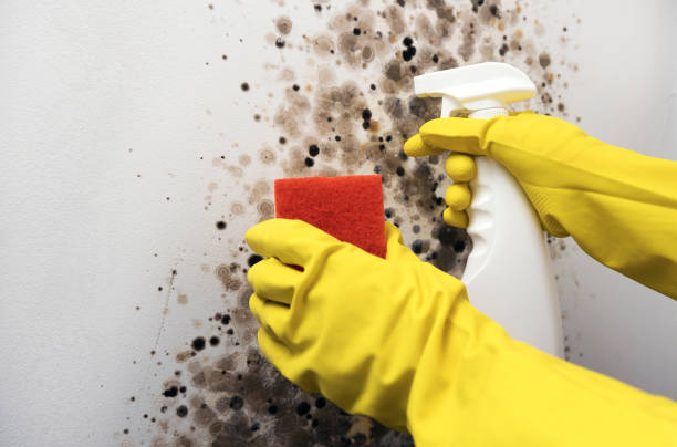 Torrington, CT Mold Remediation Company