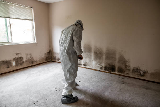Best Black Mold Remediation in Torrington, CT